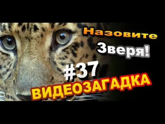 Видеозагадка #37 Назовите Зверя