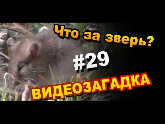 Видеозагадка #29 Назовите зверя?