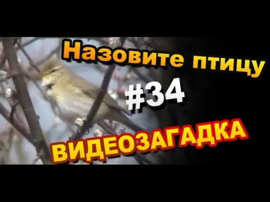 Видеозагадка #34 Назовите неутомимого певца