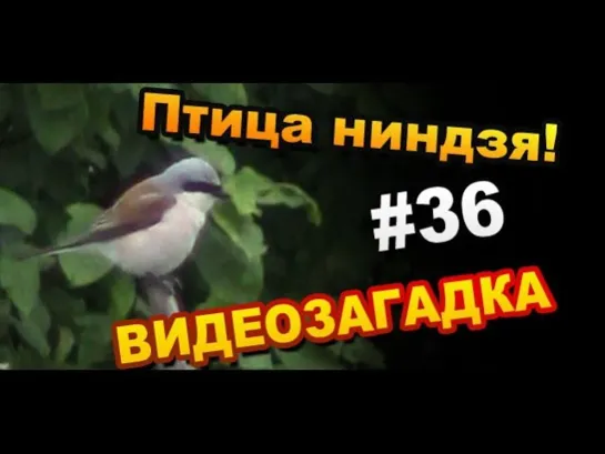 Видео загадка #36 Птица ниндзя! Назовите её