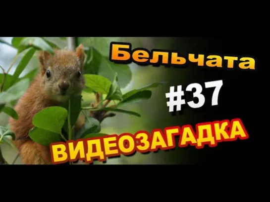 Видео загадка #37 Что делают Бельчата с Листьями