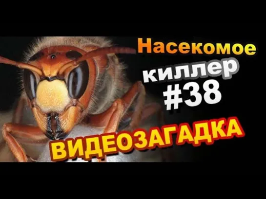 Видеозагадка #38 / Насекомое Киллер. Назовите Его