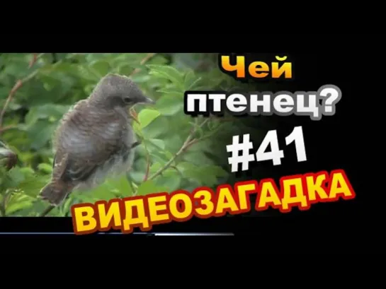 Видео загадка # 41 Угадайте, чей птенец?