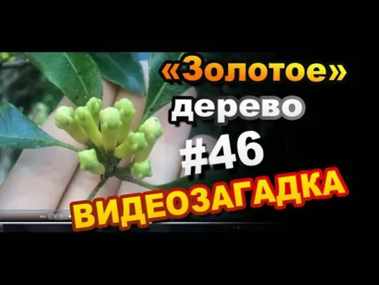 Видеозагадка #46 "Золотое" дерево