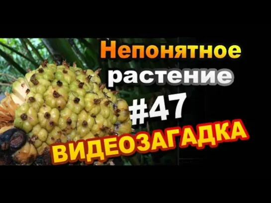 Видео загадка #47 Непонятное растение