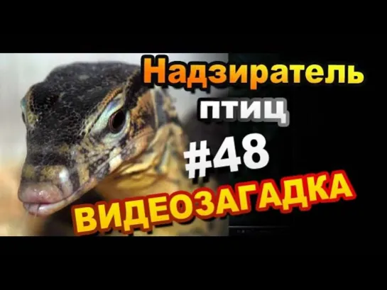 Видео загадка #48. Назовите надзирателя птиц