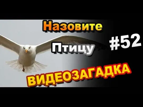 Видео загадка #52 Назовите птицу