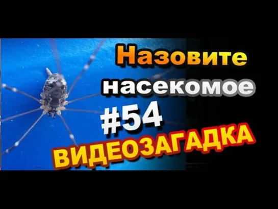 Видео загадка #54 Назовите членистоногово