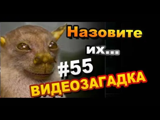 Видео загадка #55 Назовите животное