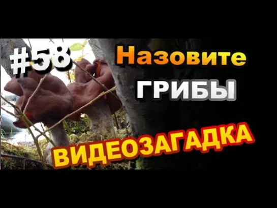 Грибники назовите грибы / Видео загадка #58 / Загадки Sekretmastera