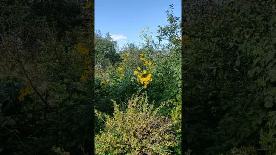 Видео загадка, назовите цветок 🌺🌻🌹🌷