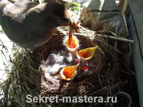 Рост птенцов дрозда в гнезде / Уникальное ускоренное видео / Time lapse / Sekretmastera