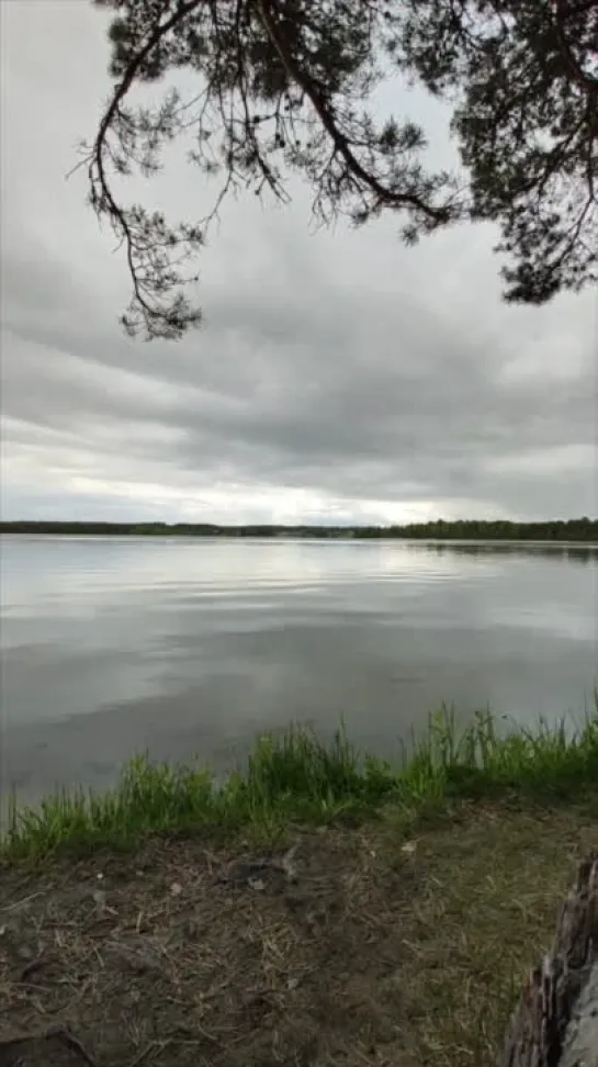 Релакс видео вода лесного озера с небольшой рябью