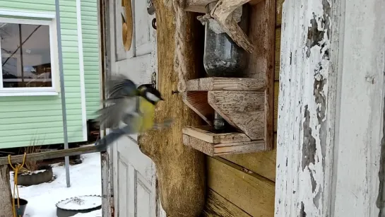 Птички на самодельной кормушке