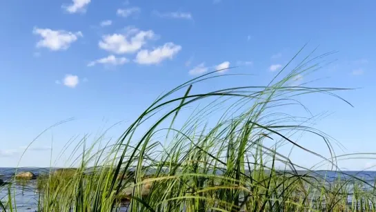 Видео для расслабления под тихий ветер и плеск волн #relax