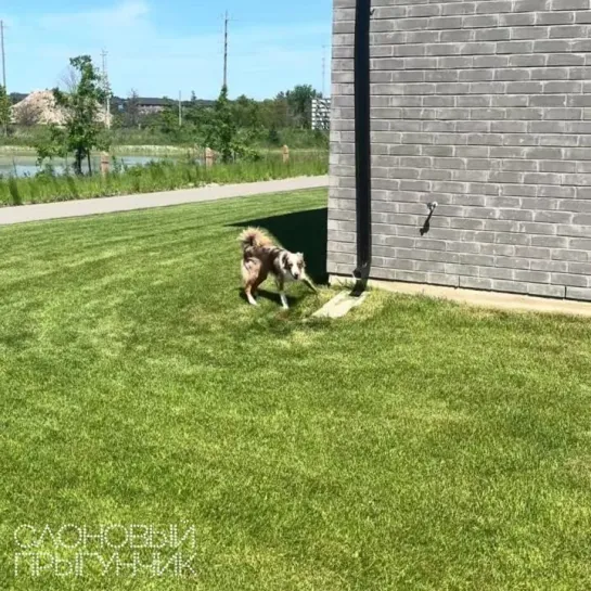 Видео от Слоновый прыгунчик