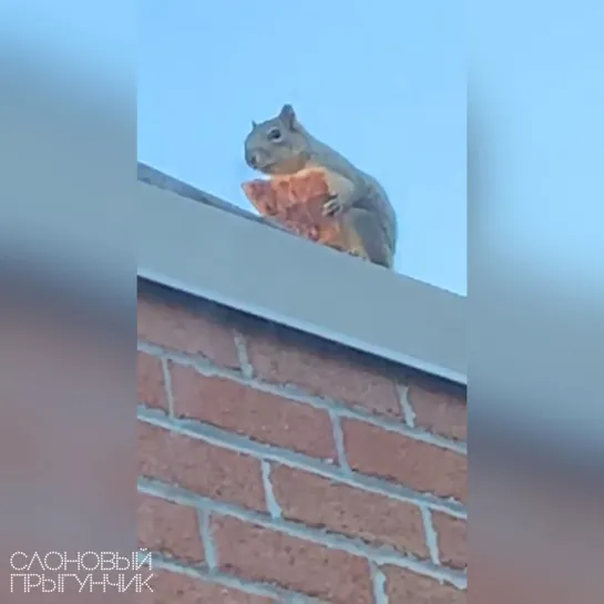 Видео от Слоновый прыгунчик