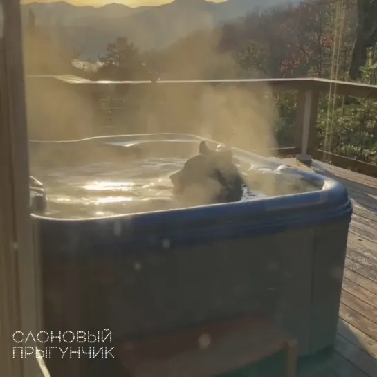 Bear takes a relaxing soak