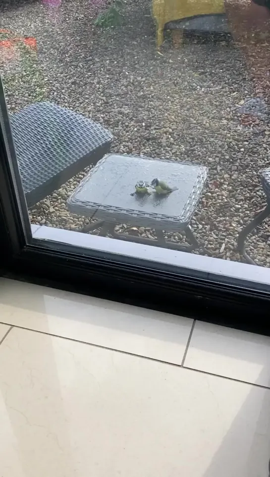 Heartwarming moment a bird 'revives' another blue tit after it flew into a window