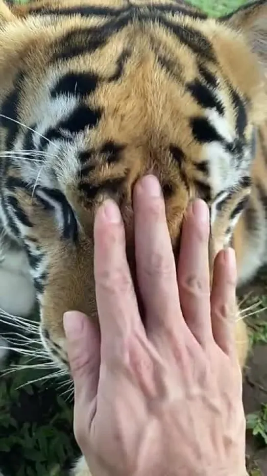 Big kitty