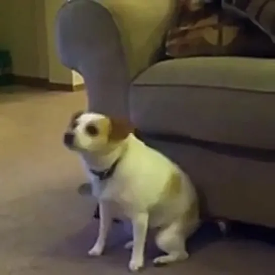 dog shakin ass