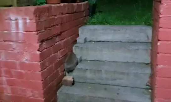 Animal lover's simple hack stops hedgehogs falling down garden steps