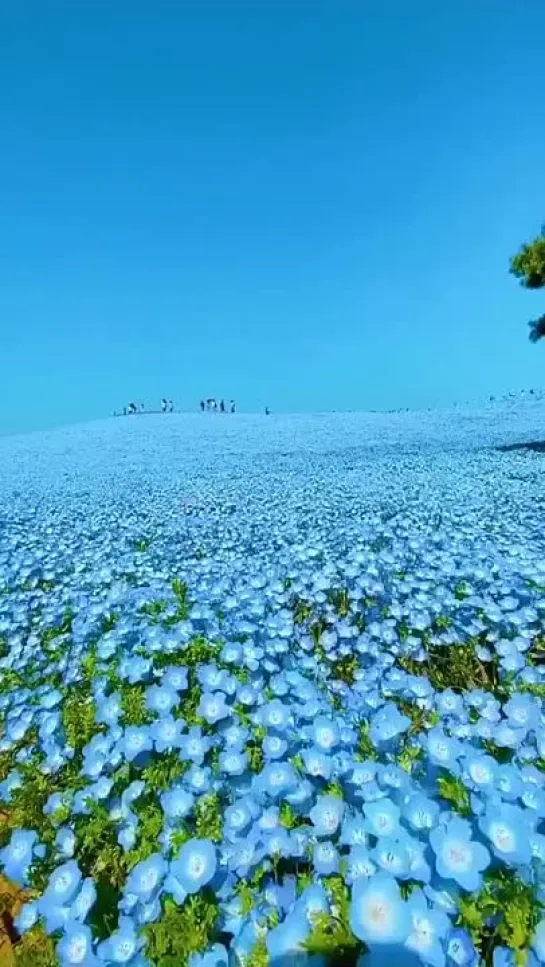 Будто небо спустилось на землю! 💙 💙 💙