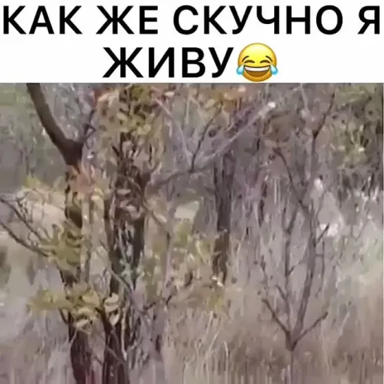 Video by РУССКИЙ БОЛТ