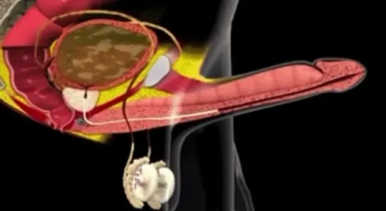 Процесс эрекции и эякуляции