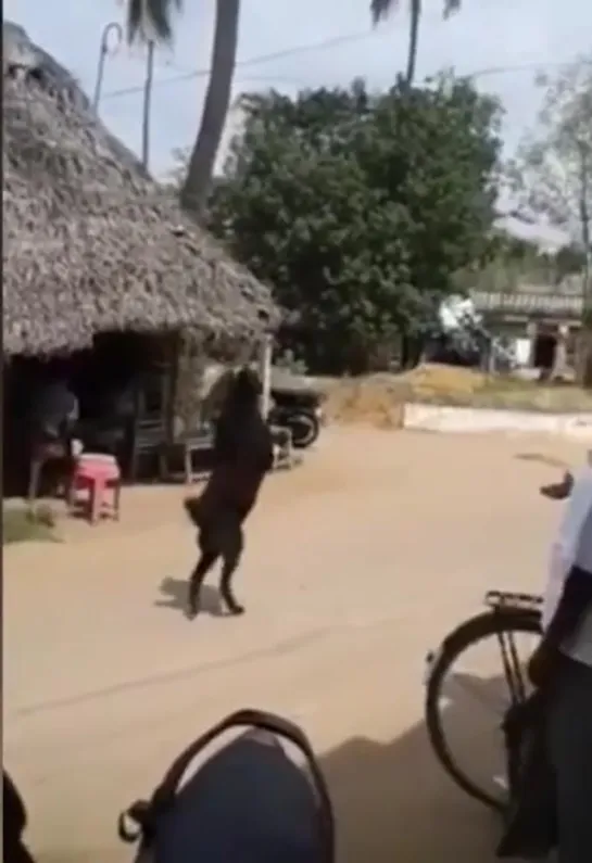 Bizarre moment a goat walks through Indian village on two legs