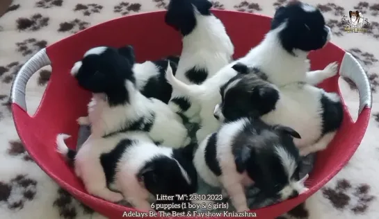 Litter "М": 23.10.2023 - 6 puppies (1 boy & 6 girls)