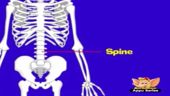 Skeleton System