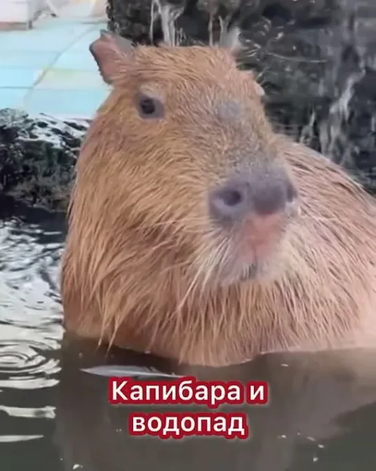 Kapibara_i_vodopad_capybara (1)