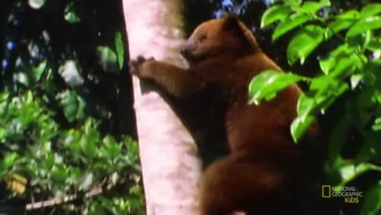 Tree Kangaroo _ AMAZING ANIMALS