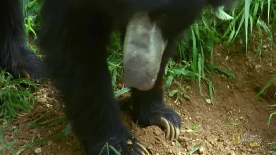 Sloth Bear 🐻 _ AMAZING ANIMALS