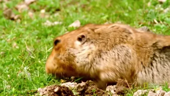 Big-headed Mole Rat _ AMAZING ANIMALS