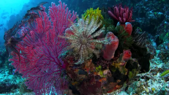 coral_reef