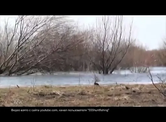 Определены сроки весенней охоты на пернатую дичь