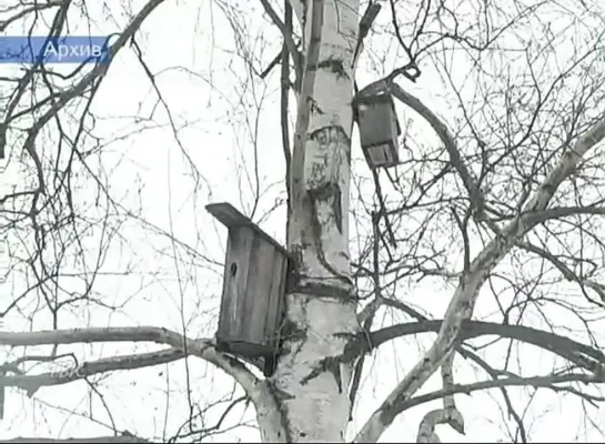 В краеведческом музее состоялся праздник, посвящённый Дню птиц