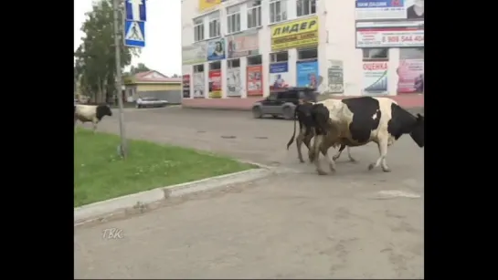 Гуляющие по городу коровы вытаптывают клумбы