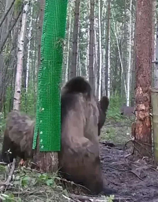 Видео от Сиди и Смотри