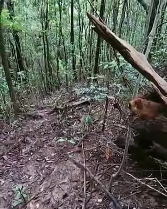 Видео от Сиди и Смотри