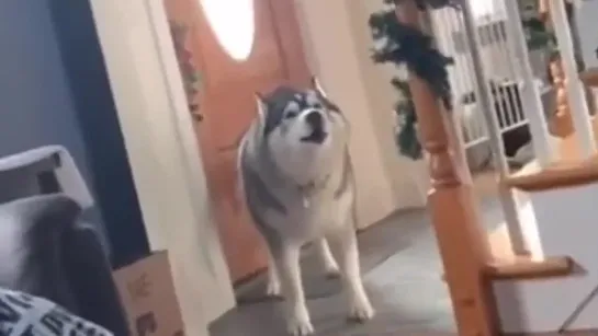 Husky scream 2