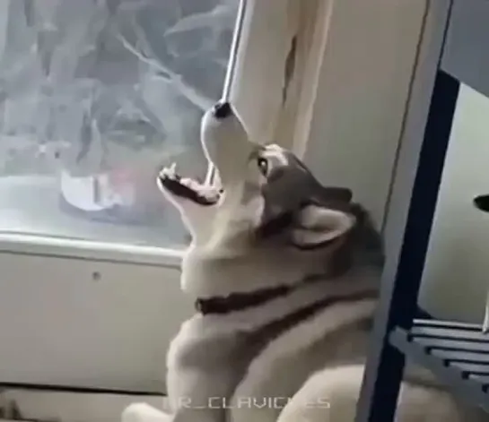 Husky scream 1