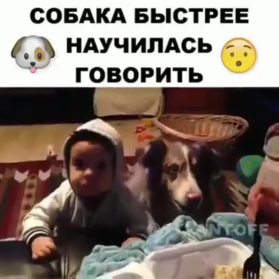 Собака научилась говорить мама