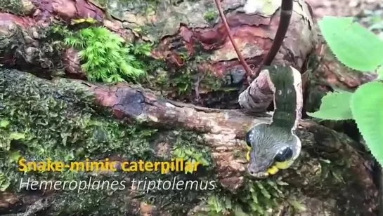 Hemeroplanes Triptolemus __ snake-mimic caterpillar _