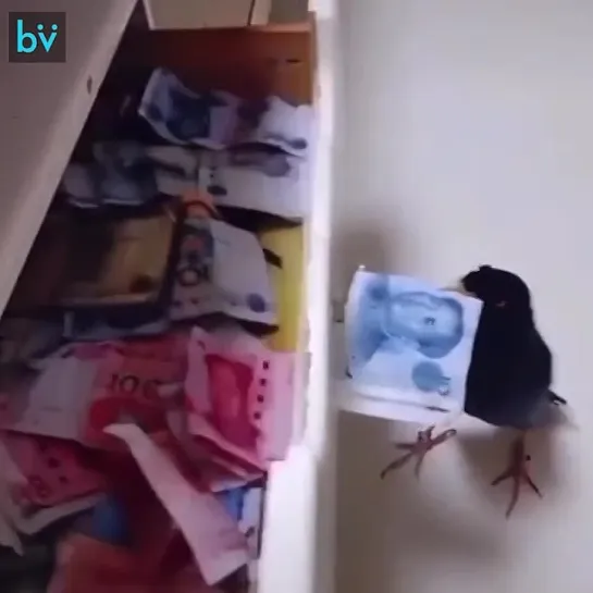 MONEY-bird