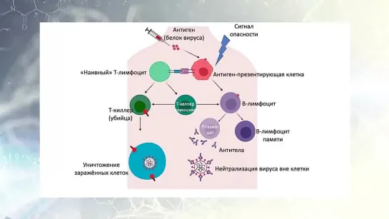 Короновирус _ 2 часть ___ Вакцины от коронавируса _ Вопрос науки с Алексеем Семихатовым __ 24 апр 2021