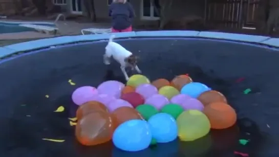 Spaz Attacks Water BalloonsFull Version