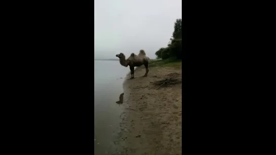 Тюмень, рыбалка, верблюд...